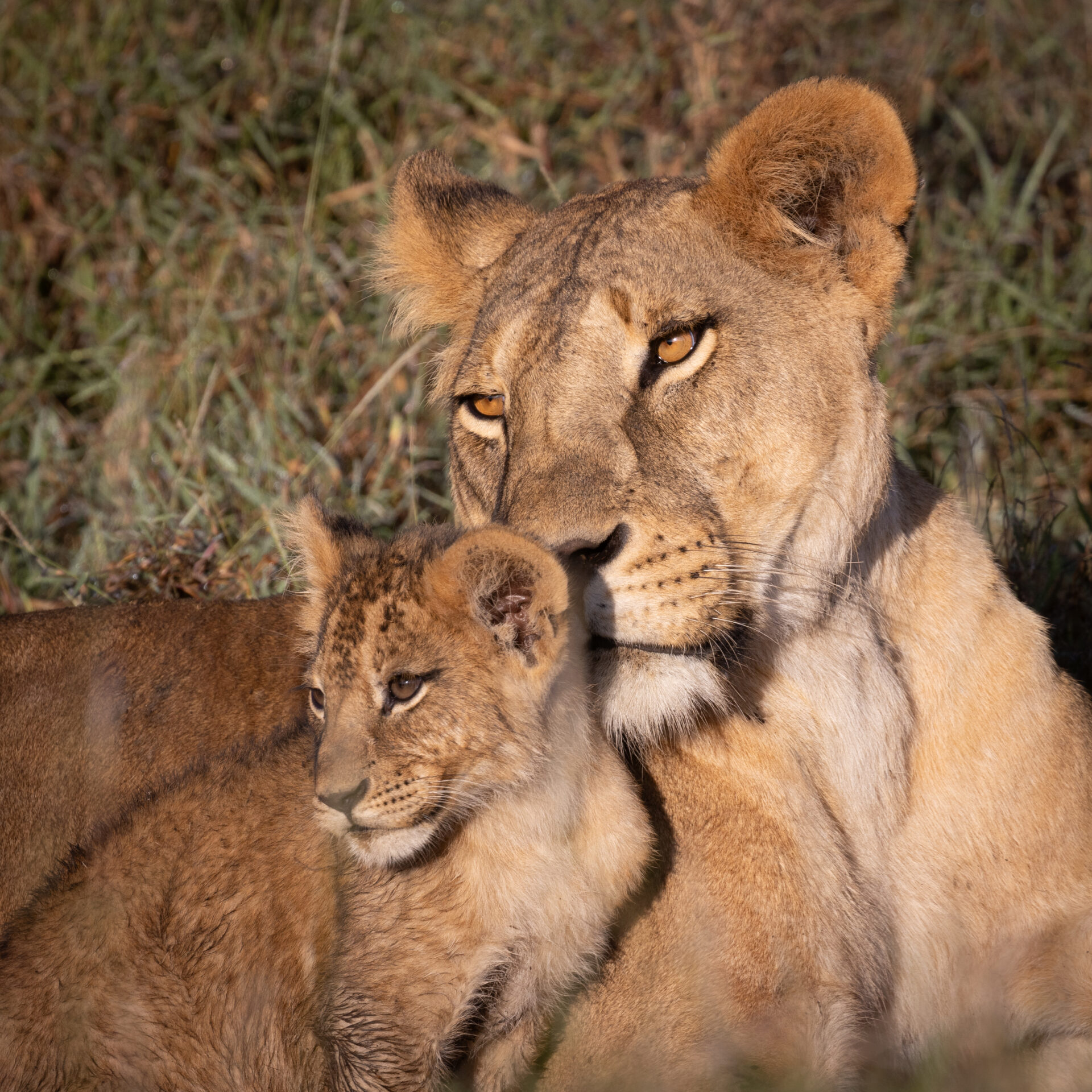 Lioness and cub Lewa