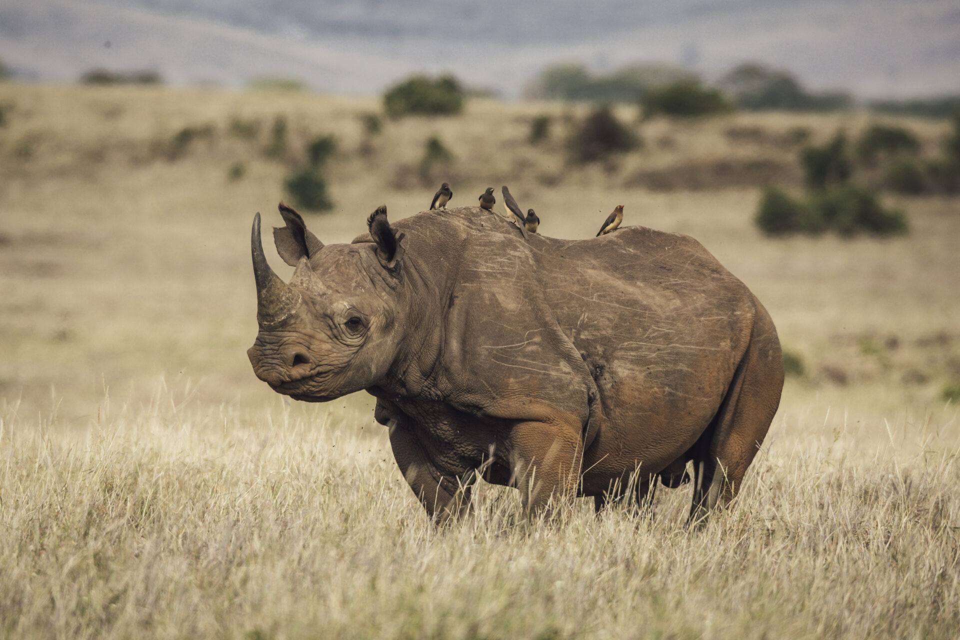 Rhino Lewa