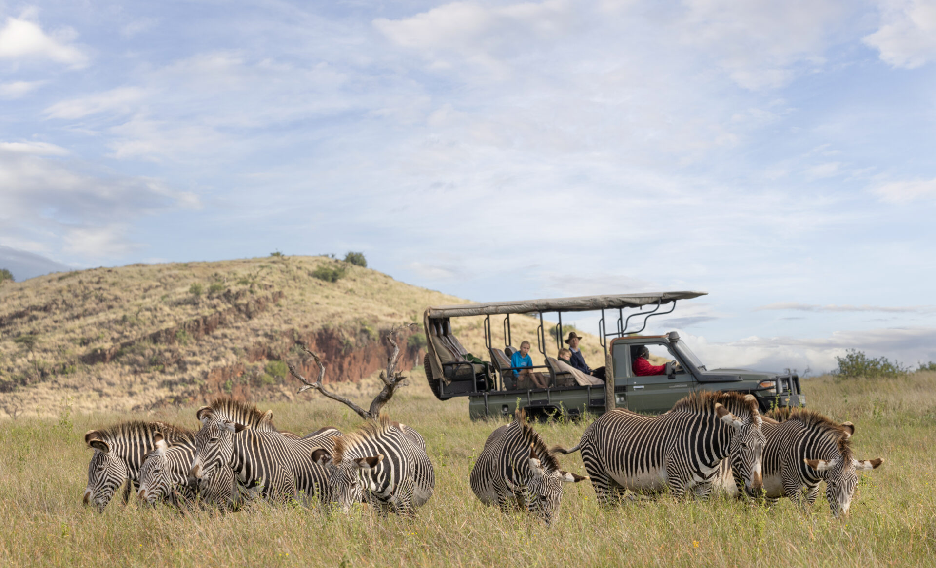 Grevy Zebra Game Drive