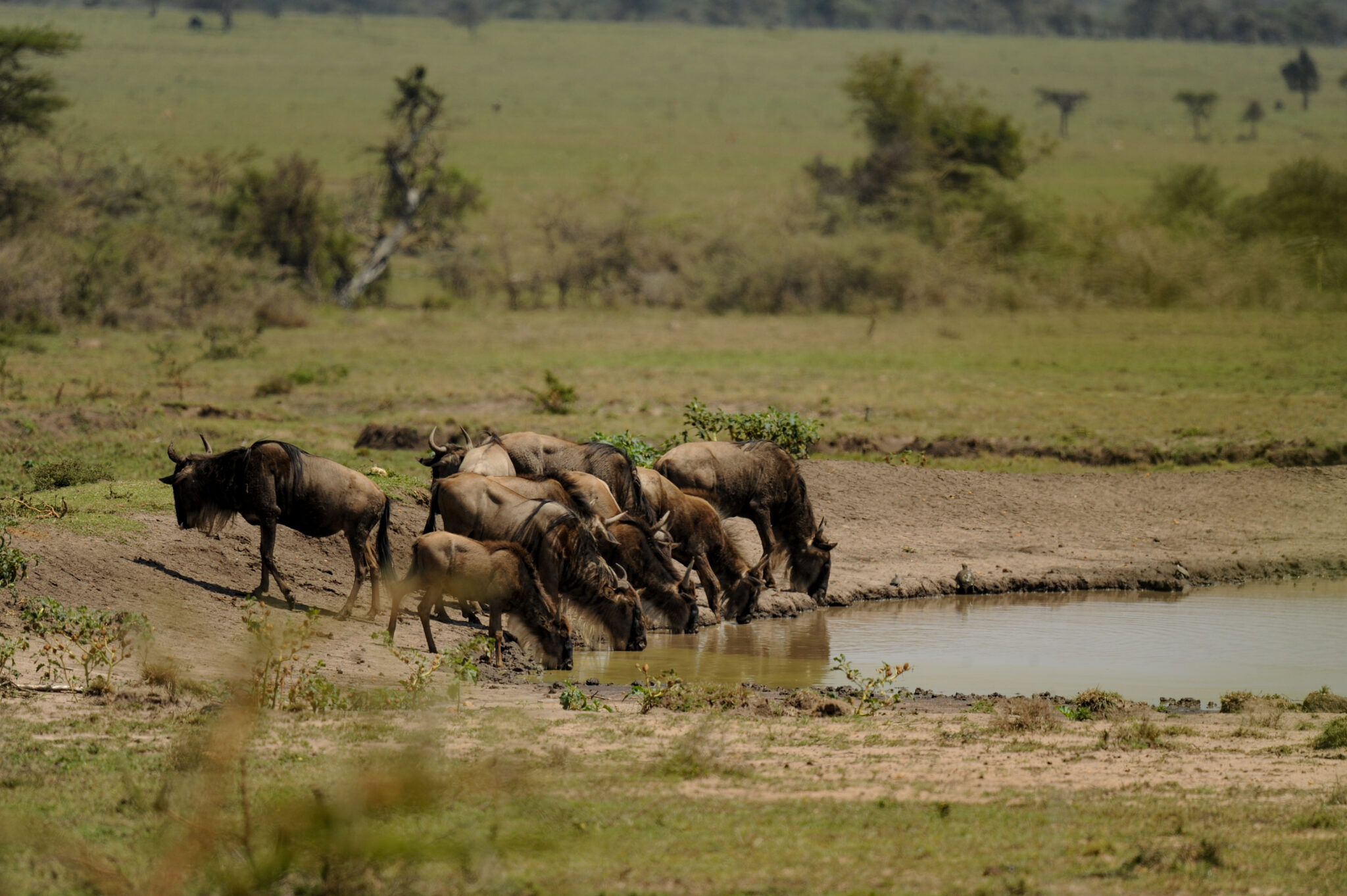 Maasai Mara Conservancies