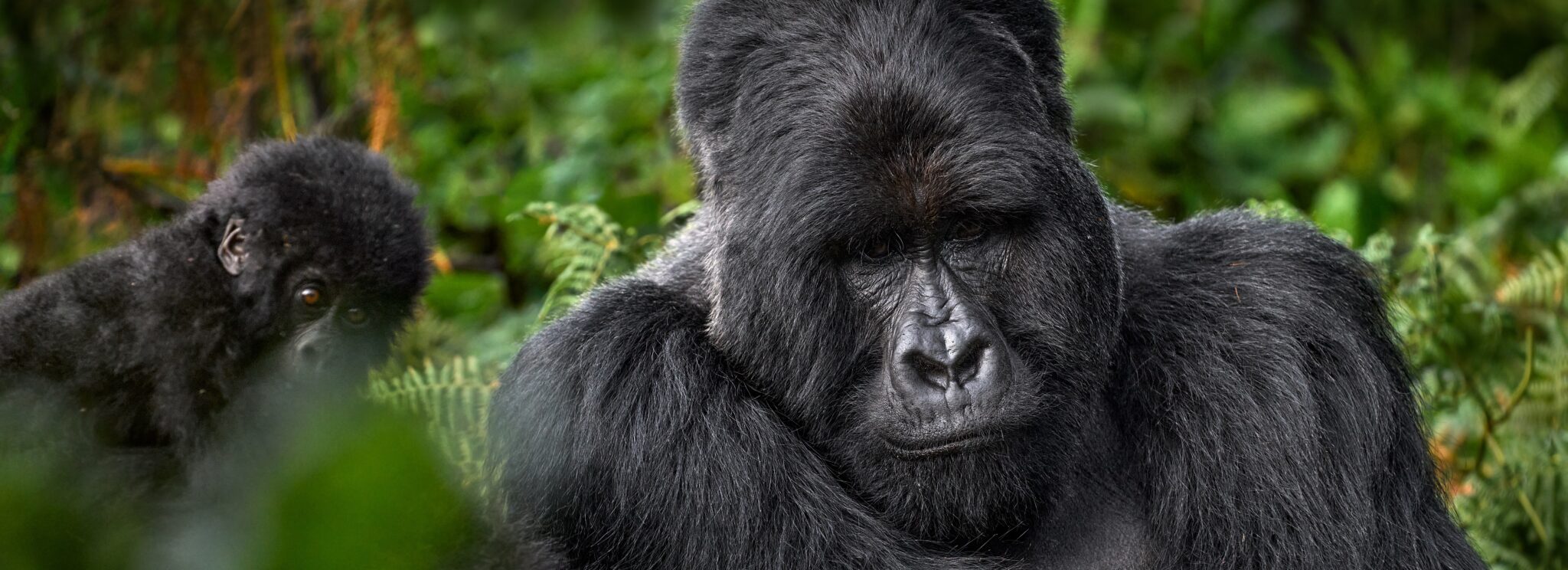 Mgahinga Gorilla National Park