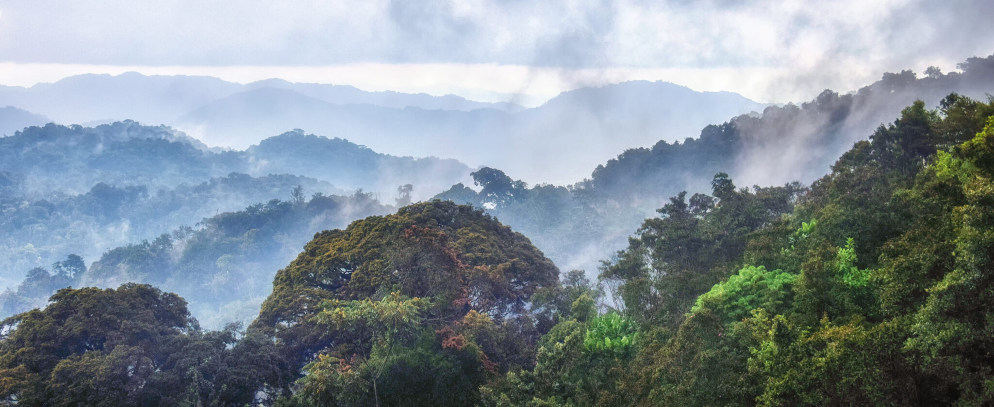 Nyungwe Forest National Park