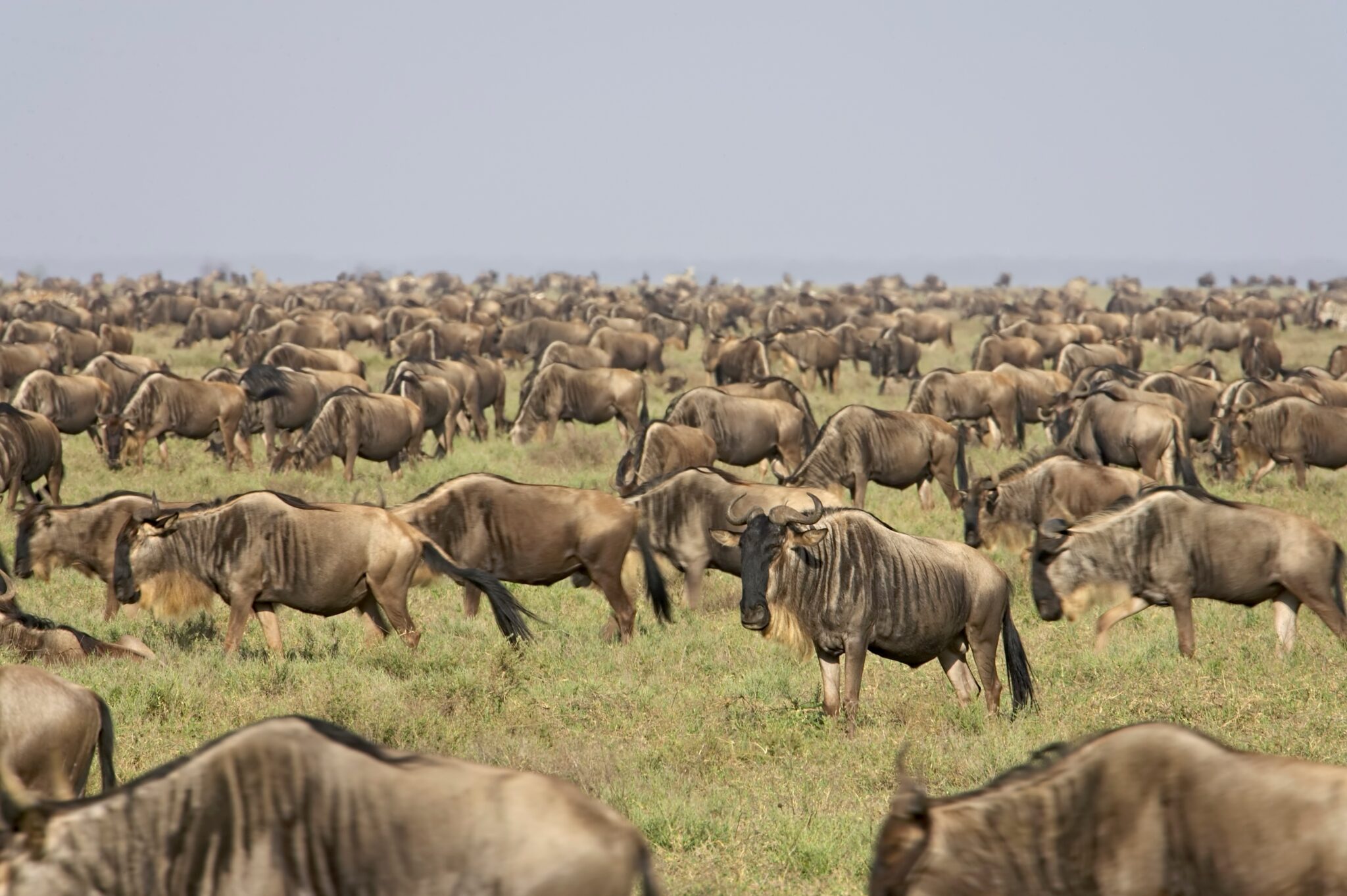 Serengeti National Park