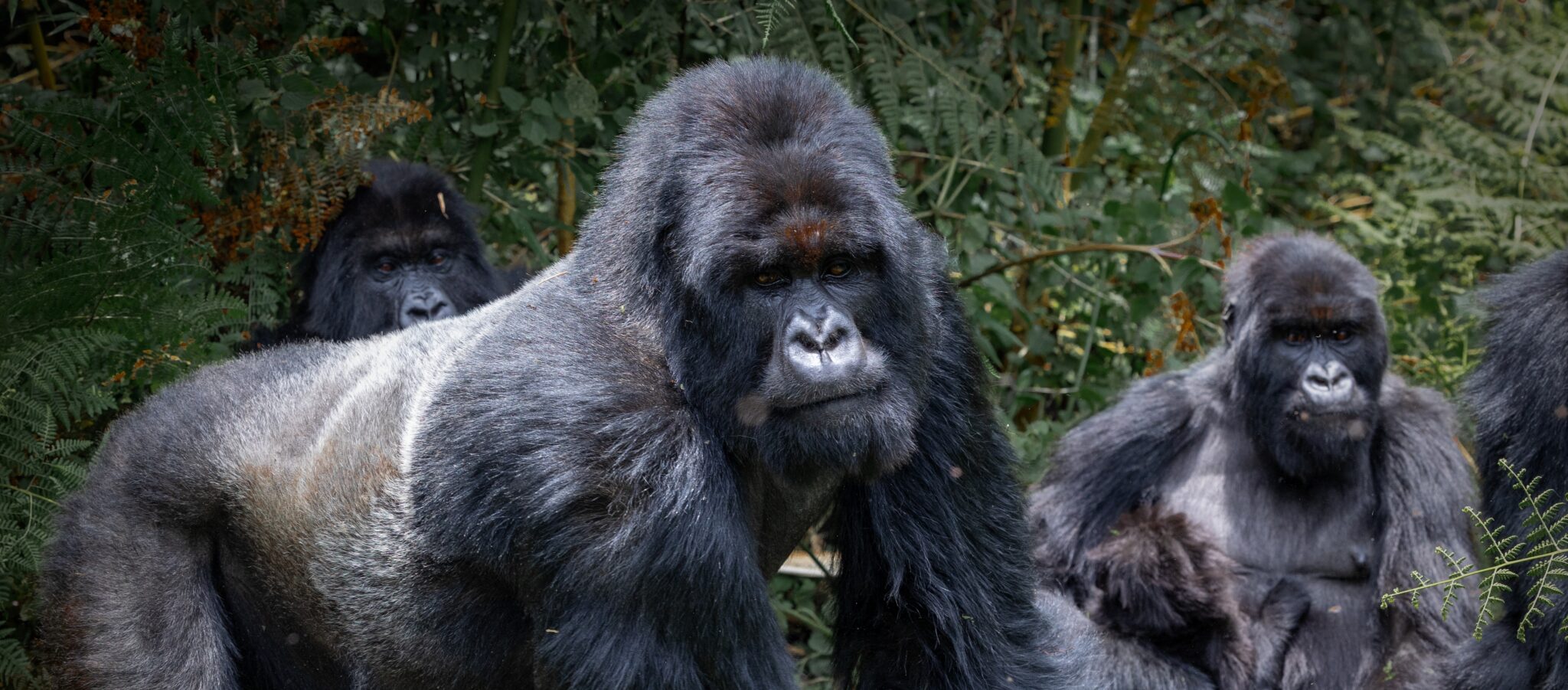Volcanoes National Park